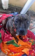 Olívia - Staffordshire Bull terrier