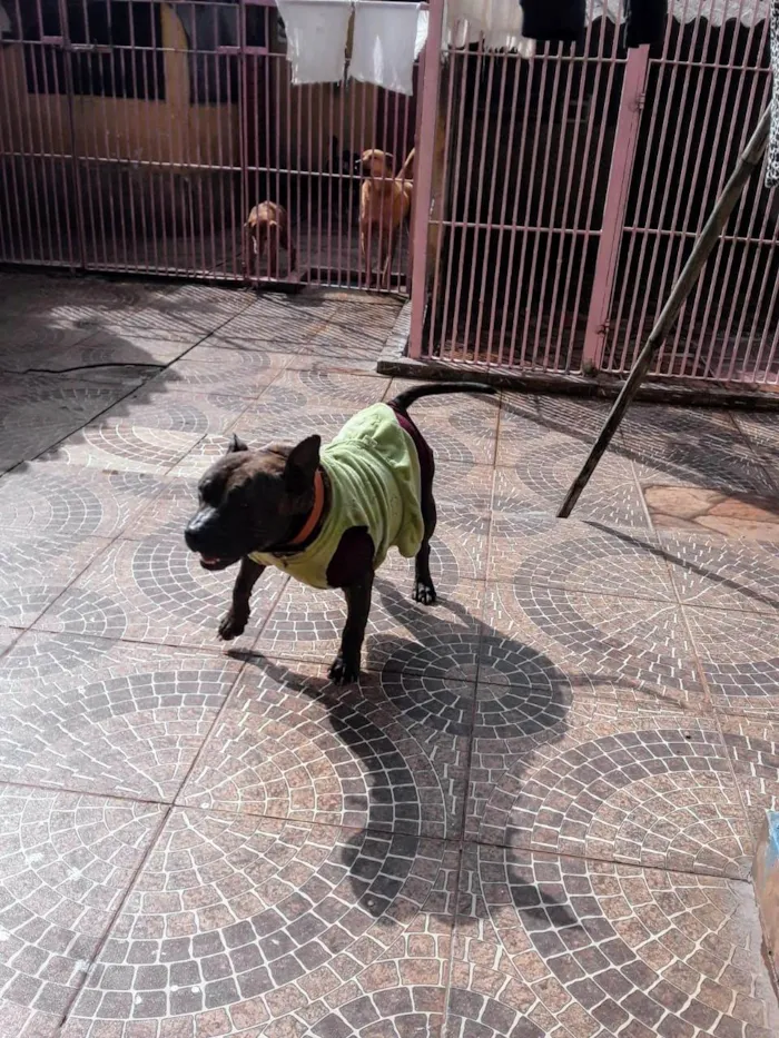 Cachorro ra a Pit-Bull idade 3 anos nome Olívia - Staffordshire Bull terrier 