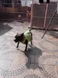 Olívia - Staffordshire Bull terrier