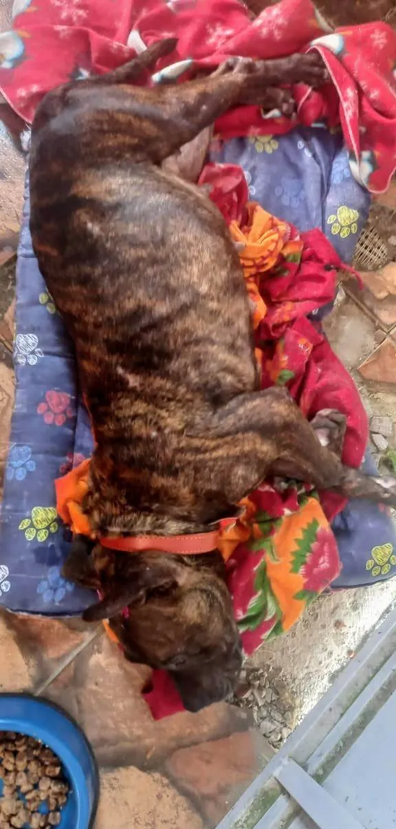 Cachorro ra a Pit-Bull idade 3 anos nome Olívia - Staffordshire Bull terrier 