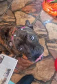 Olívia - Staffordshire Bull terrier