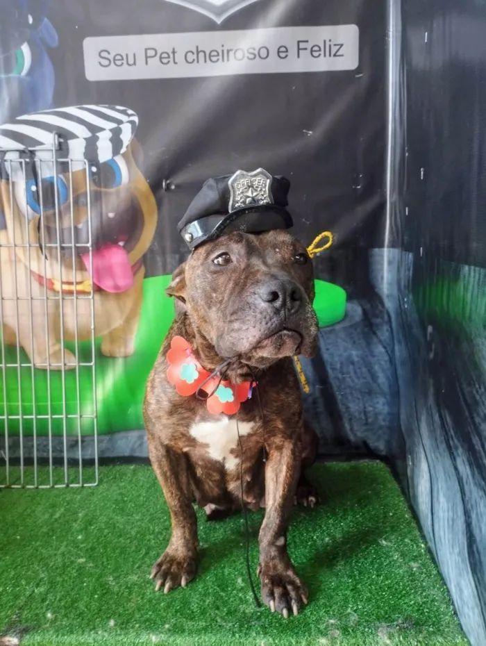 Cachorro ra a Pit-Bull idade 3 anos nome Olívia - Staffordshire Bull terrier 