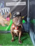 Olívia - Staffordshire Bull terrier