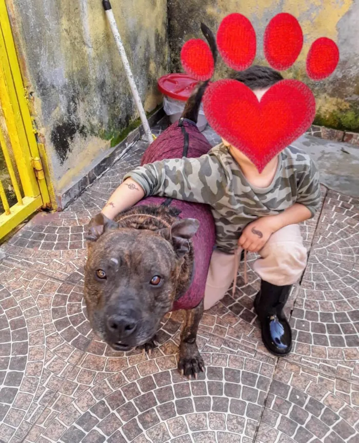 Cachorro ra a Pit-Bull idade 3 anos nome Olívia - Staffordshire Bull terrier 