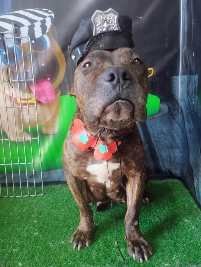 Cachorro ra a Pit-Bull idade 3 anos nome Olívia - Staffordshire Bull terrier 