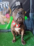 Olívia - Staffordshire Bull terrier