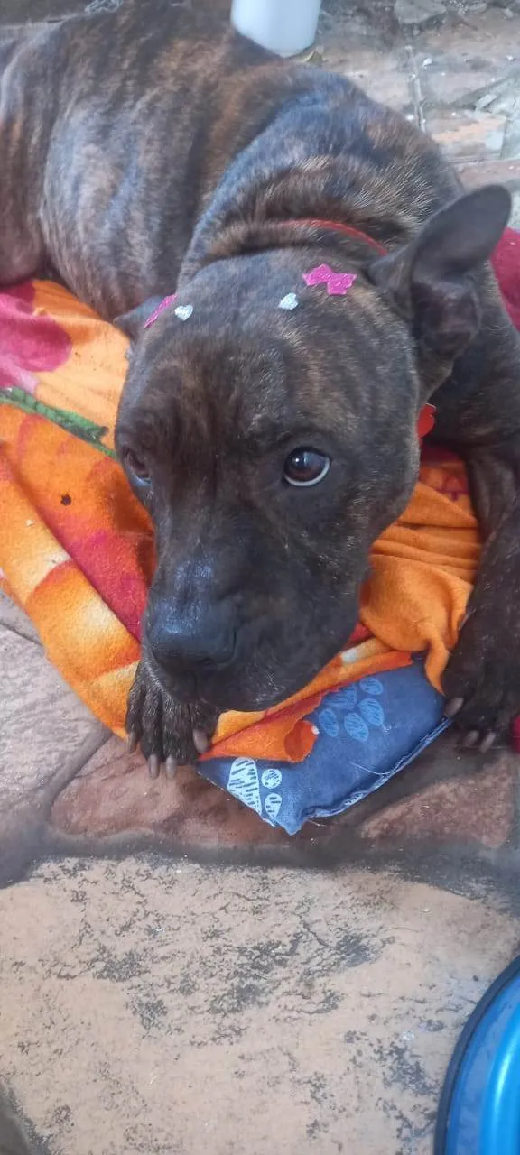 Cachorro ra a Pit-Bull idade 3 anos nome Olívia - Staffordshire Bull terrier 