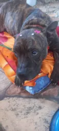 Olívia - Staffordshire Bull terrier