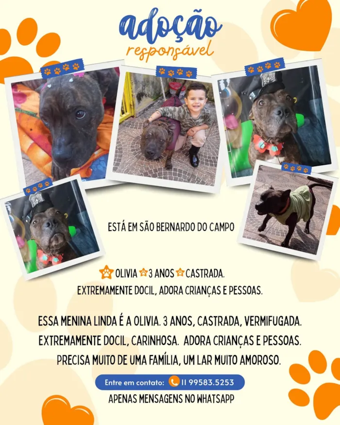 Cachorro ra a Pit-Bull idade 3 anos nome Olívia - Staffordshire Bull terrier 