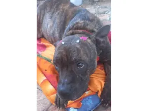 Cachorro raça Pit-Bull idade 3 anos nome Olívia - Staffordshire Bull terrier 