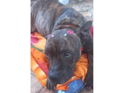 Cachorro raça Pit-Bull idade 3 anos nome Olívia - Staffordshire Bull terrier 
