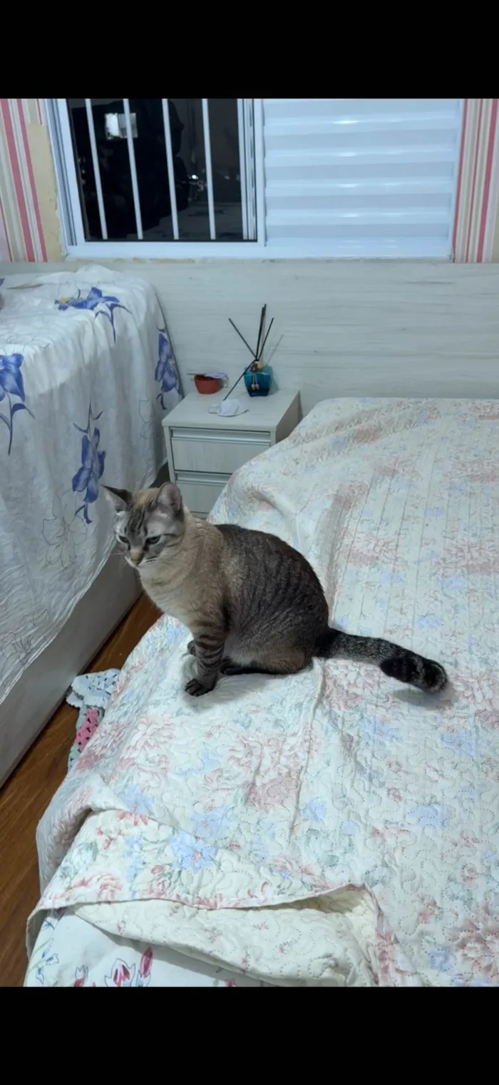 Gato ra a Siamês idade 6 ou mais anos nome Meg 