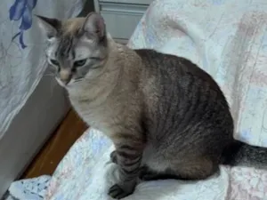 Gato raça Siamês idade 6 ou mais anos nome Meg 