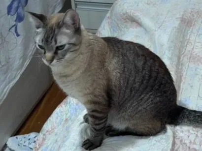 Gato raça Siamês idade 6 ou mais anos nome Meg 