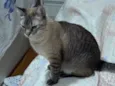 Meg