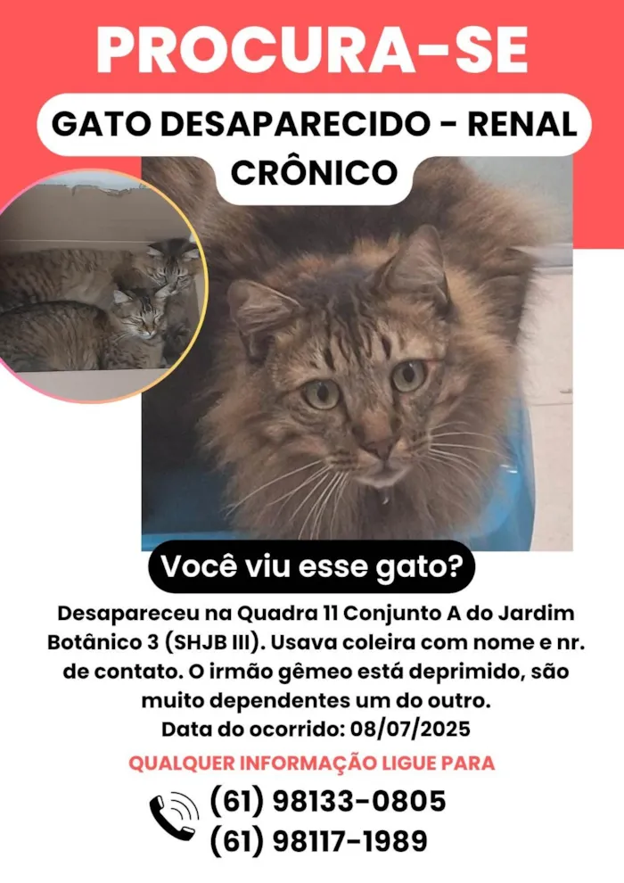 Gato ra a SRD-ViraLata idade 3 anos nome Messi