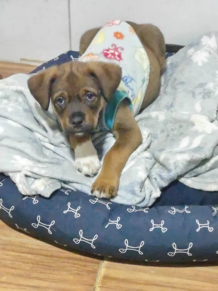 Cachorro ra a SRD-ViraLata idade 2 a 6 meses nome Xangô 