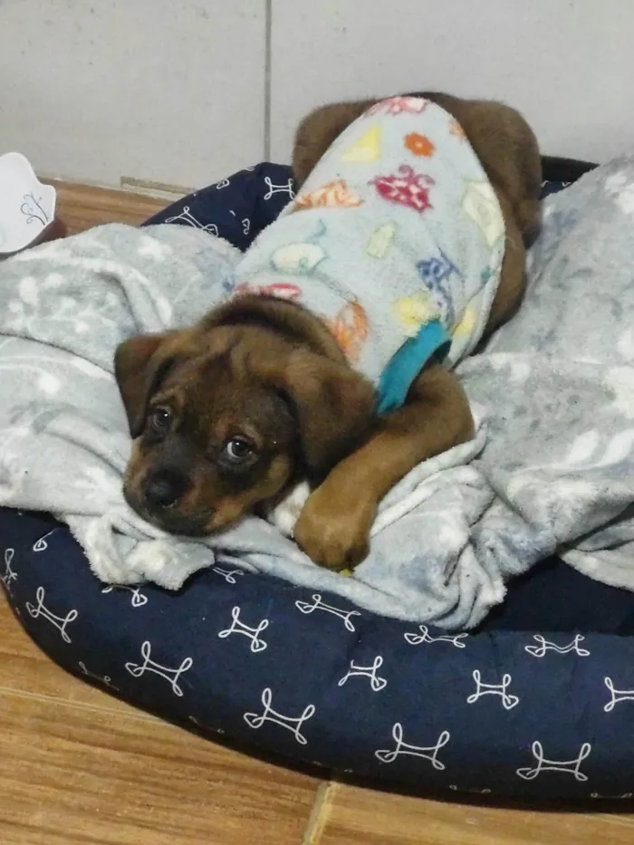 Cachorro ra a SRD-ViraLata idade 2 a 6 meses nome Xangô 