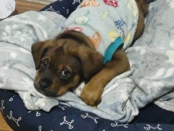 Cachorro ra a SRD-ViraLata idade 2 a 6 meses nome Xangô 