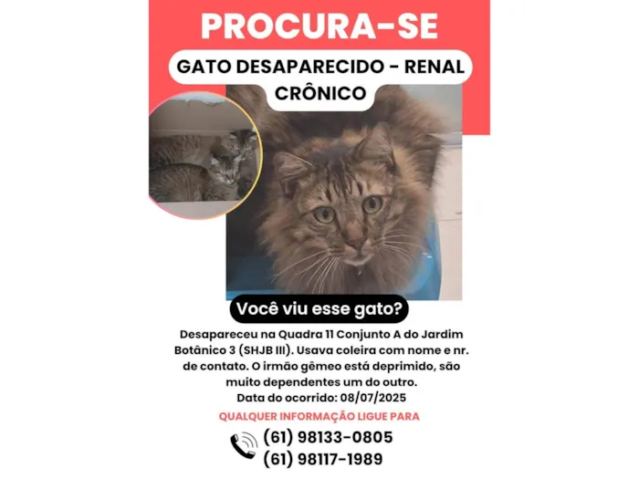 Gato ra a SRD-ViraLata idade 3 anos nome Messi