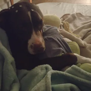 Cachorro raça Pit-Bull idade 3 anos nome FATIMA DA SILVA VENDITTIS