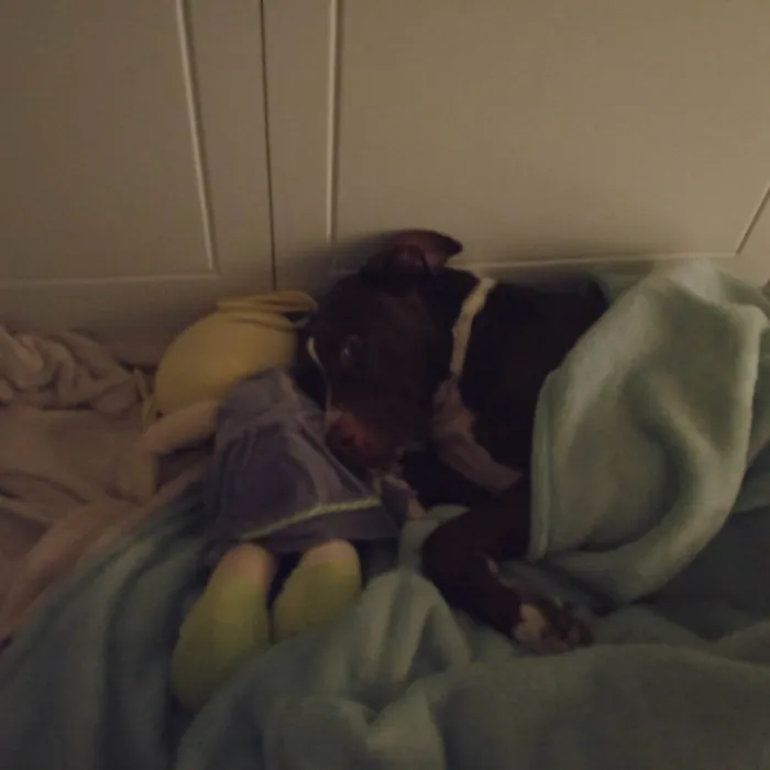 Cachorro ra a Pit-Bull idade 3 anos nome FATIMA DA SILVA VENDITTIS