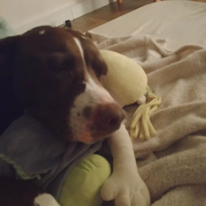 Cachorro ra a Pit-Bull idade 3 anos nome FATIMA DA SILVA VENDITTIS