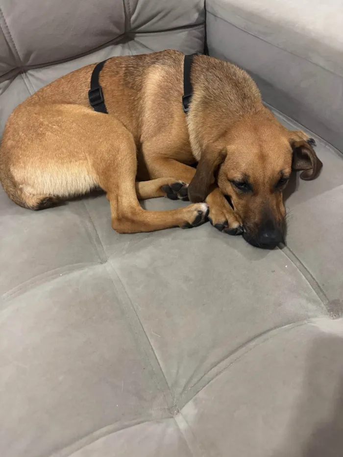 Cachorro ra a SRD-ViraLata idade 1 ano nome Lola
