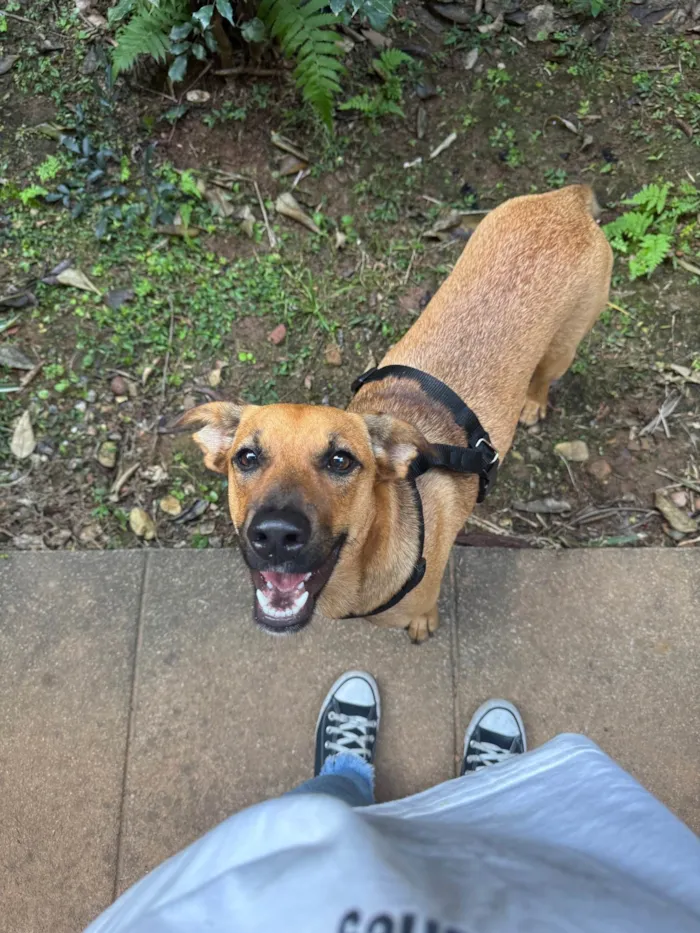 Cachorro ra a SRD-ViraLata idade 1 ano nome Lola