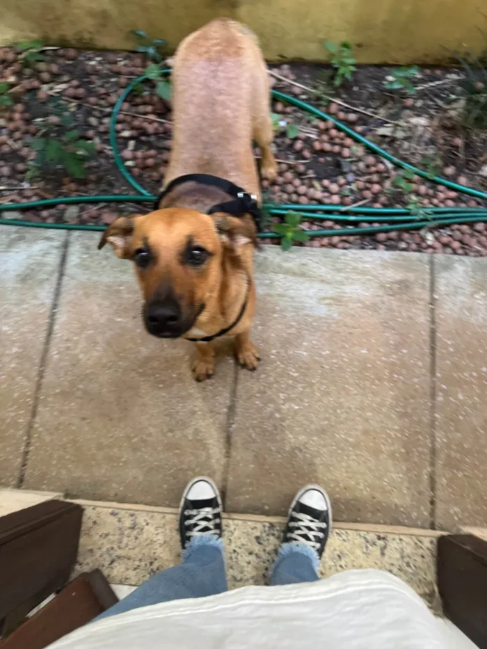 Cachorro ra a SRD-ViraLata idade 1 ano nome Lola