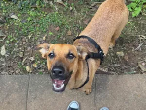 Cachorro raça SRD-ViraLata idade 1 ano nome Lola