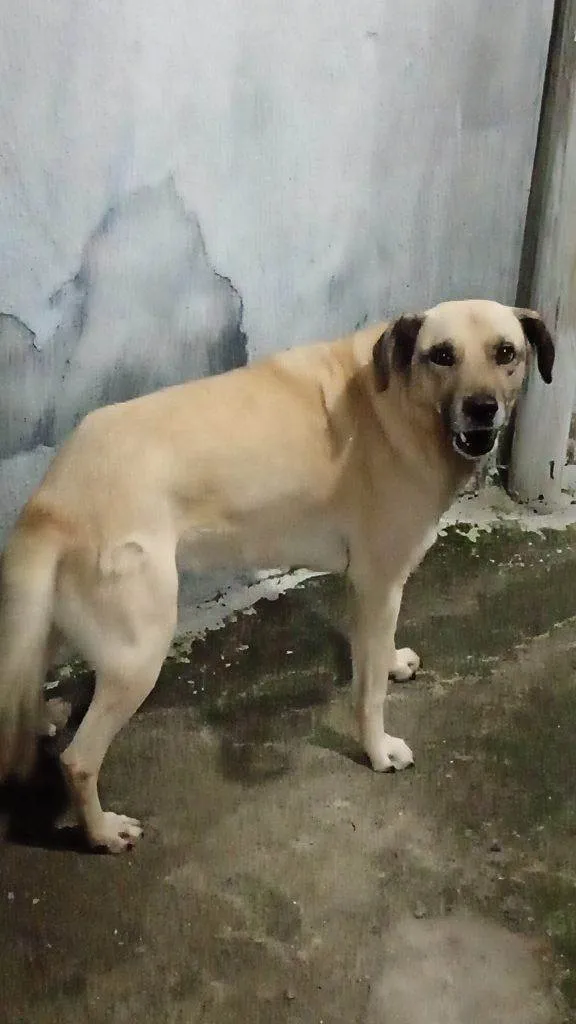 Cachorro ra a SRD-ViraLata idade 2 a 6 meses nome Falar com Luan - Whats 11 99417-1276