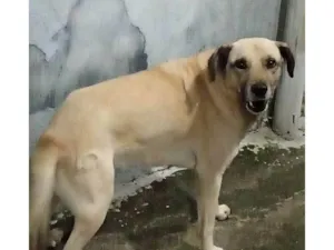 Cachorro raça SRD-ViraLata idade 2 a 6 meses nome Falar com Luan - Whats 11 99417-1276