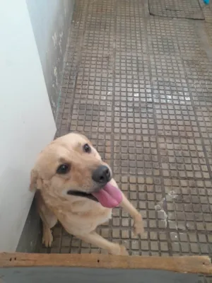 Cachorro raça SRD-ViraLata idade 2 a 6 meses nome Falar com Leandro - Whats 11 95932-7683