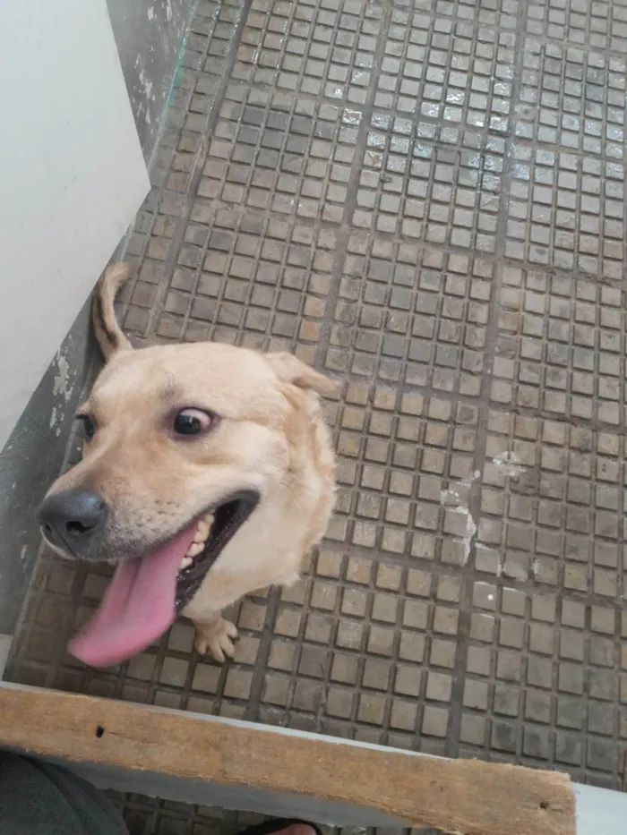 Cachorro ra a SRD-ViraLata idade 2 a 6 meses nome Falar com Leandro - Whats 11 95932-7683
