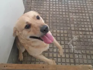 Cachorro raça SRD-ViraLata idade 2 a 6 meses nome Falar com Leandro - Whats 11 95932-7683