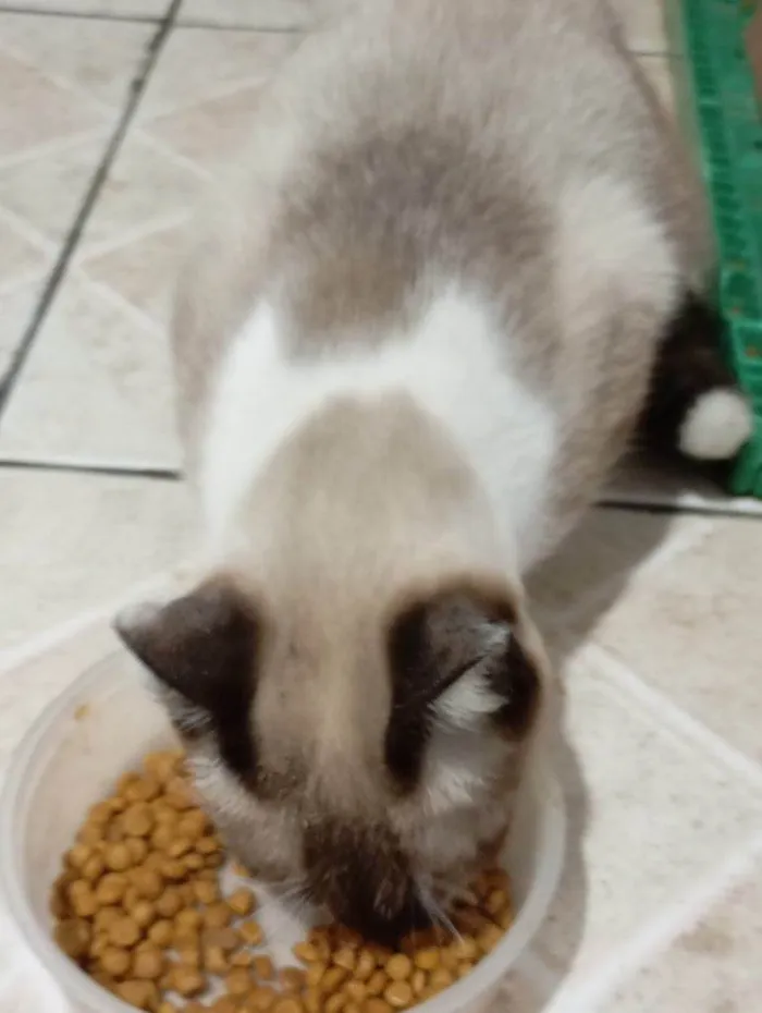 Gato ra a SRD-ViraLata idade 2 a 6 meses nome Falar com María - Whats 11 96733-6598