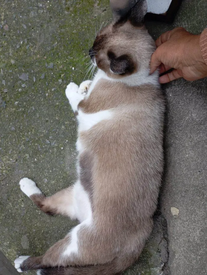 Gato ra a SRD-ViraLata idade 2 a 6 meses nome Falar com María - Whats 11 96733-6598