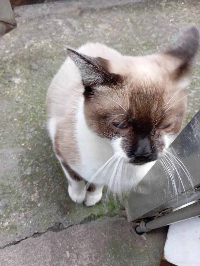 Gato ra a SRD-ViraLata idade 2 a 6 meses nome Falar com María - Whats 11 96733-6598