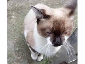 Gato raça SRD-ViraLata idade 2 a 6 meses nome Falar com María - Whats 11 96733-6598