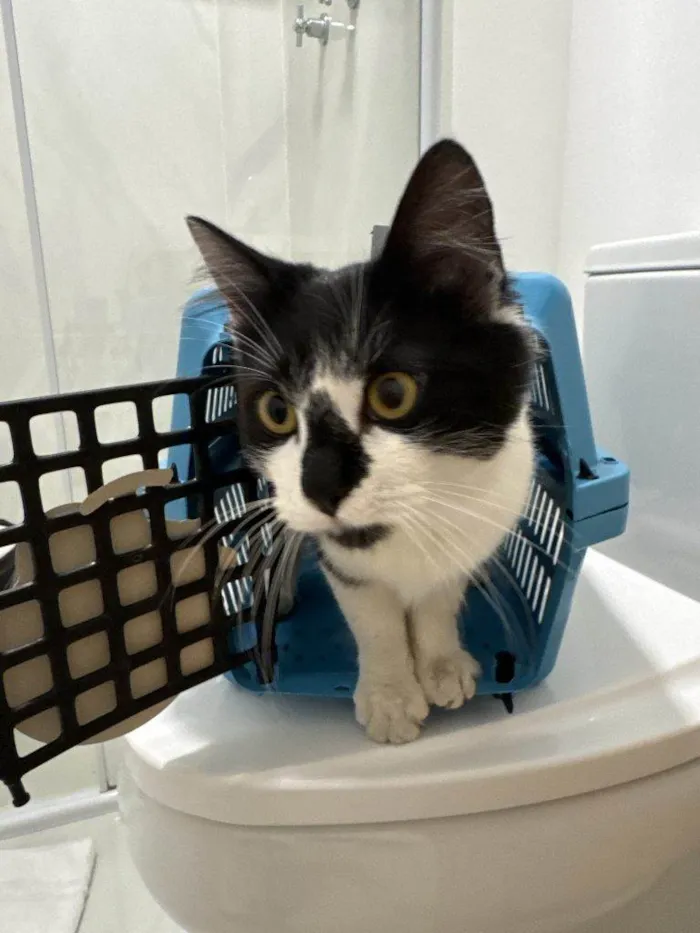 Gato ra a SRD-ViraLata idade 2 a 6 meses nome Falar com Silvana - Whats 51 99552-0682