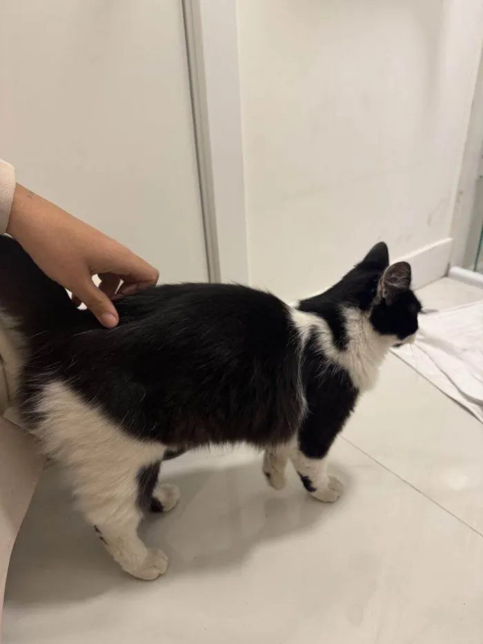 Gato ra a SRD-ViraLata idade 2 a 6 meses nome Falar com Silvana - Whats 51 99552-0682