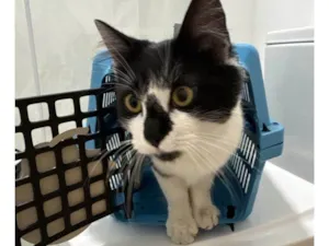 Gato raça SRD-ViraLata idade 2 a 6 meses nome Falar com Silvana - Whats 51 99552-0682