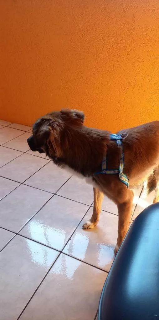 Cachorro ra a SRD-ViraLata idade 2 a 6 meses nome Falar com Tania - Whats 11 99921-7009