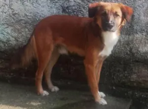 Cachorro raça SRD-ViraLata idade 2 a 6 meses nome Falar com Tania - Whats 11 99921-7009