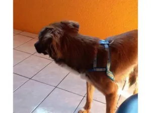 Cachorro raça SRD-ViraLata idade 2 a 6 meses nome Falar com Tania - Whats 11 99921-7009