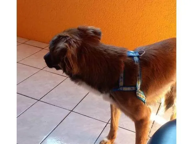 Cachorro ra a SRD-ViraLata idade 2 a 6 meses nome Falar com Tania - Whats 11 99921-7009