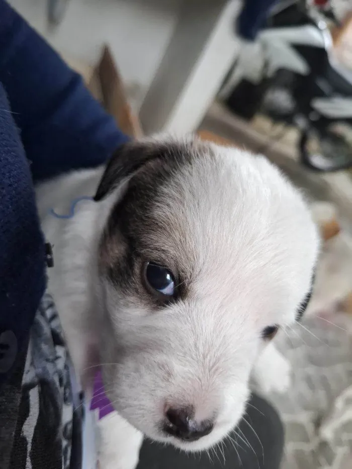 Cachorro ra a SRD-ViraLata idade Abaixo de 2 meses nome Falar com Isaías - Whats 13 99736-3223