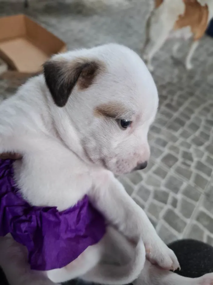 Cachorro ra a SRD-ViraLata idade Abaixo de 2 meses nome Falar com Isaías - Whats 13 99736-3223