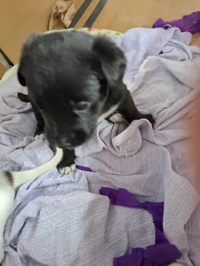 Cachorro ra a SRD-ViraLata idade Abaixo de 2 meses nome Falar com Isaías - Whats 13 99736-3223